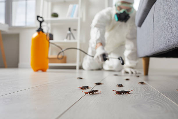 Trusted Cockroach Control service in Oroville East, CA - Nex Pest Control